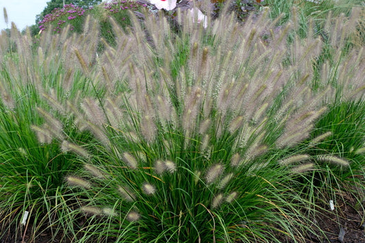 Image of Pennisetum alopecuroides 'Hush Puppy' PP 31,027|Juniper Level Botanic Gdn, NC|