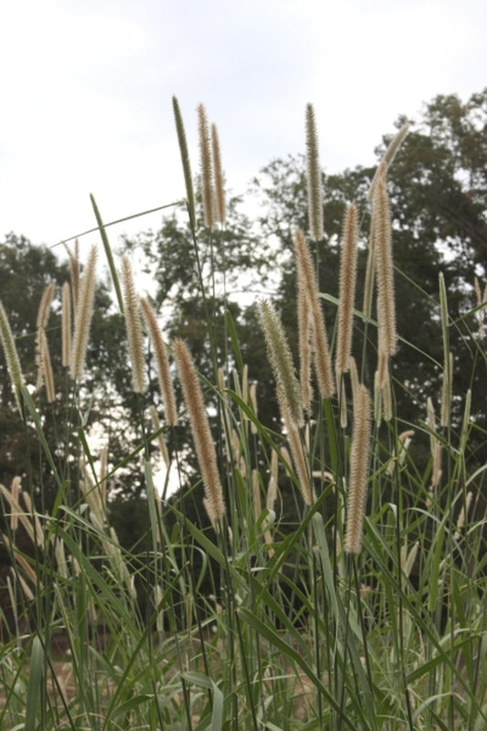 Image of Pennisetum frutescens|Juniper Level Botanic Gdn, NC|JLBG