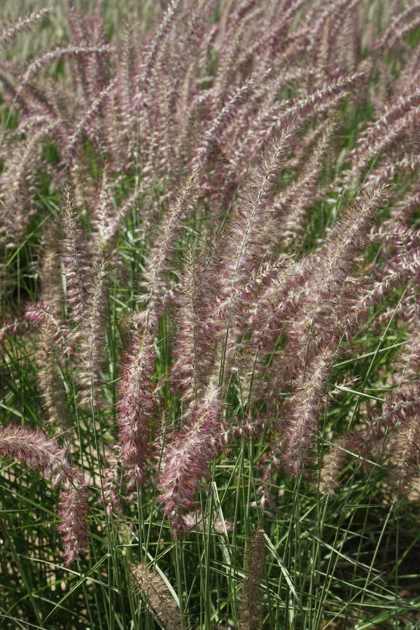 karley rose fountain grass seeds Learn about Pennisetum orientale 'Karley Rose' | Karley Rose Oriental Fountain Grass