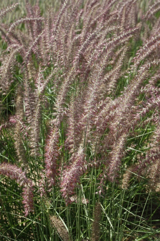 Image of Pennisetum orientale 'Karley Rose' |Walters Gardens, MI|