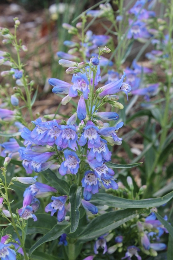 Image of Penstemon 'Delfts Blue Riding Hood' PP 23,065|Paul J. Ciener Botanical Gdn, NC|