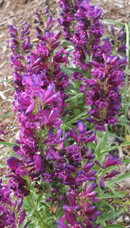 Image of Penstemon 'Purple Riding Hood' PP 23,067||