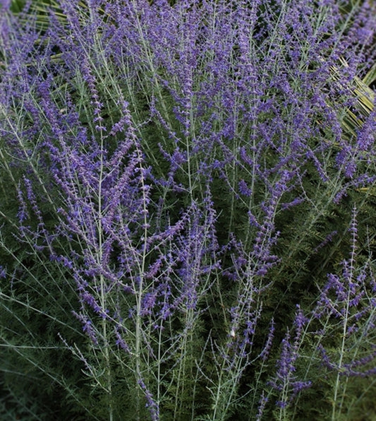 Image of Perovskia atriplicifolia 'Filigran'|Juniper Level Botanic Gdn, NC|JLBG