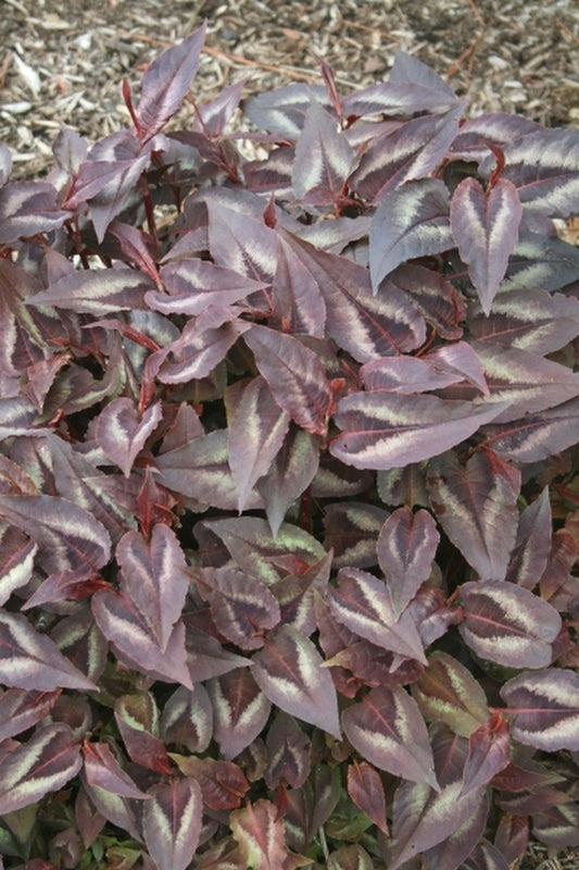 Image of Persicaria microcephala 'Red Dragon' PP 12,062|Juniper Level Botanic Gdn, NC|JLBG