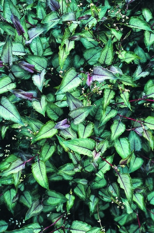 Image of Persicaria microcephala 'Silver Dragon' PP 16,421|Terra Nova Nurseries, OR|