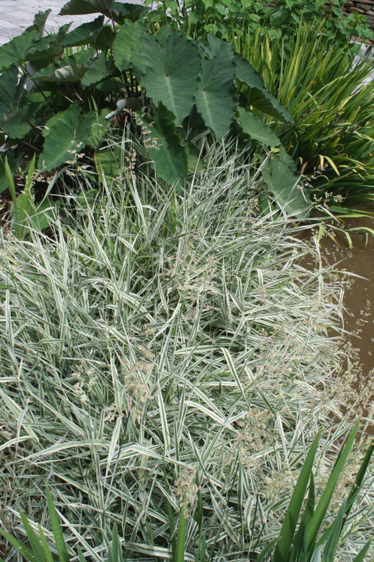 Image of Phalaris arundinacea 'Feesey'|Juniper Level Botanic Gdn, NC|JLBG