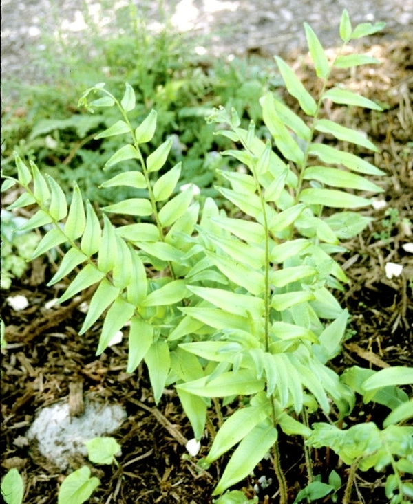 Image of Phanerophlebia umbonata 'Puerto Purificacion'taken at Juniper Level Botanic Gdn, NC by JLBG