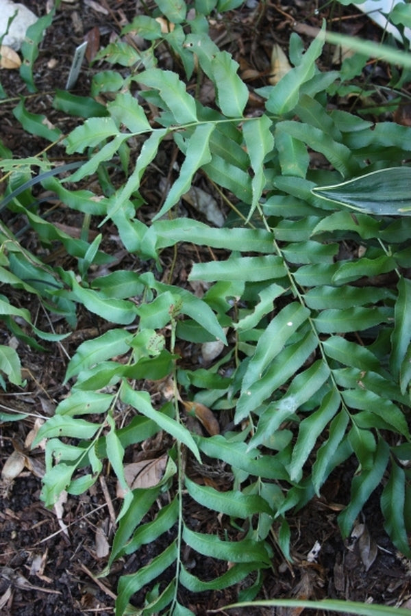 Image of Phanerophlebia umbonata 'Puerto Purificacion'taken at Juniper Level Botanic Gdn, NC by JLBG