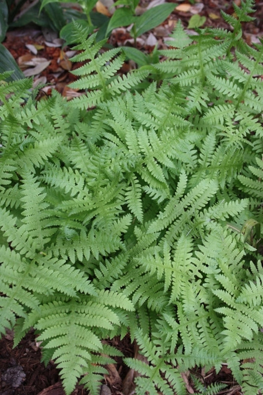 Image of Phegopteris hexagonoptera|Juniper Level Botanic Gdn, NC|JLBG