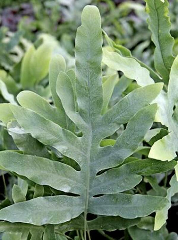 phlebodium blue star fern Learn about Phlebodium pseudoaureum | Blue Rabbit's Foot Fern