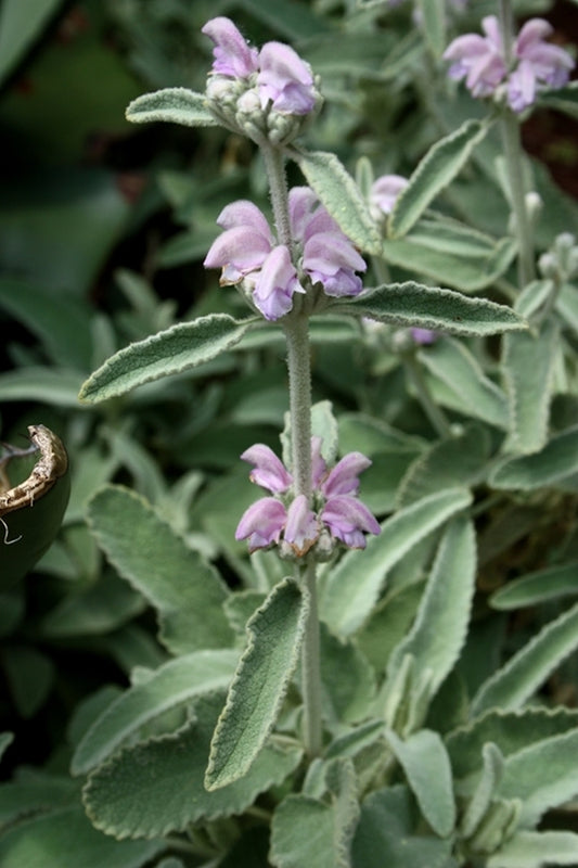 Image of Phlomis italica 'Frisco'||