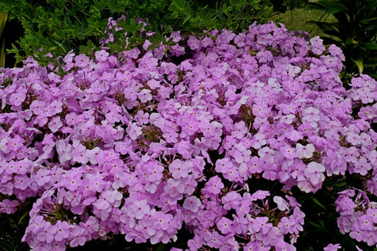 Image of Phlox 'Amethyst Pearl' PP 28,487||