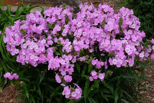 Image of Phlox 'Fashionably Early Princess' PP 28,680|Juniper Level Botanic Gdn, NC|JLBG