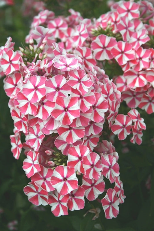 Image of Phlox 'Peppermint Twist' PP 18,196|Juniper Level Botanic Gdn, NC|JLBG