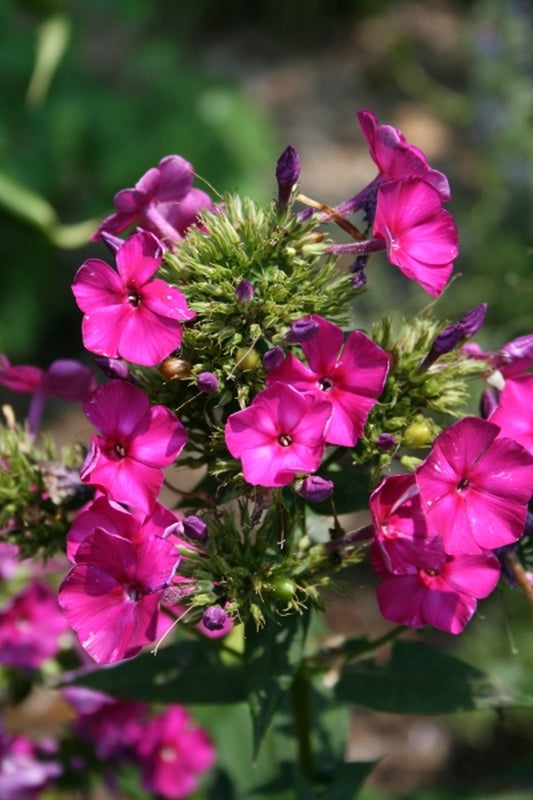 Image of Phlox 'Wendy House' PP 18,158|Juniper Level Botanic Gdn, NC|JLBG