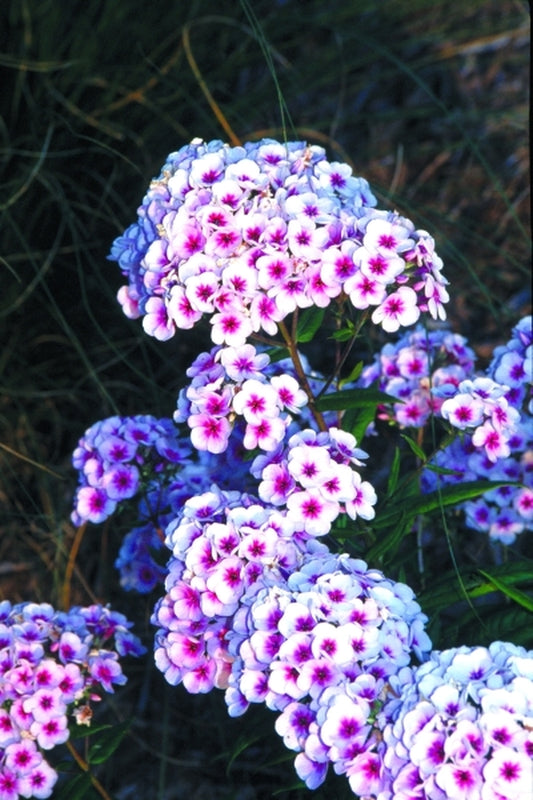 Image of Phlox x arendsii 'Eye Catcher'|Juniper Level Botanic Gdn, NC|JLBG