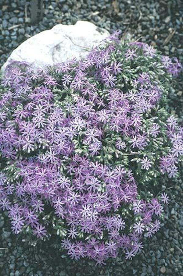 Image of Phlox bifida 'Betty Blake'|Juniper Level Botanic Gdn, NC|JLBG