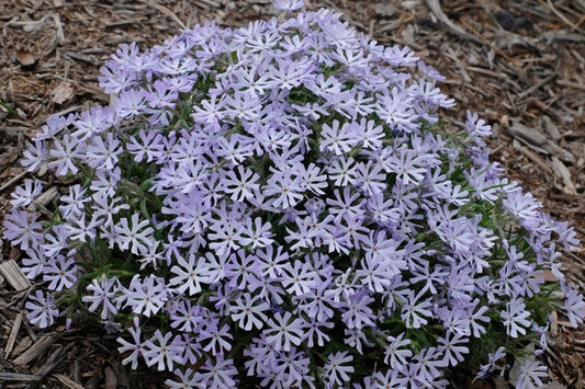 Image of Phlox bifida 'Top Notch'||