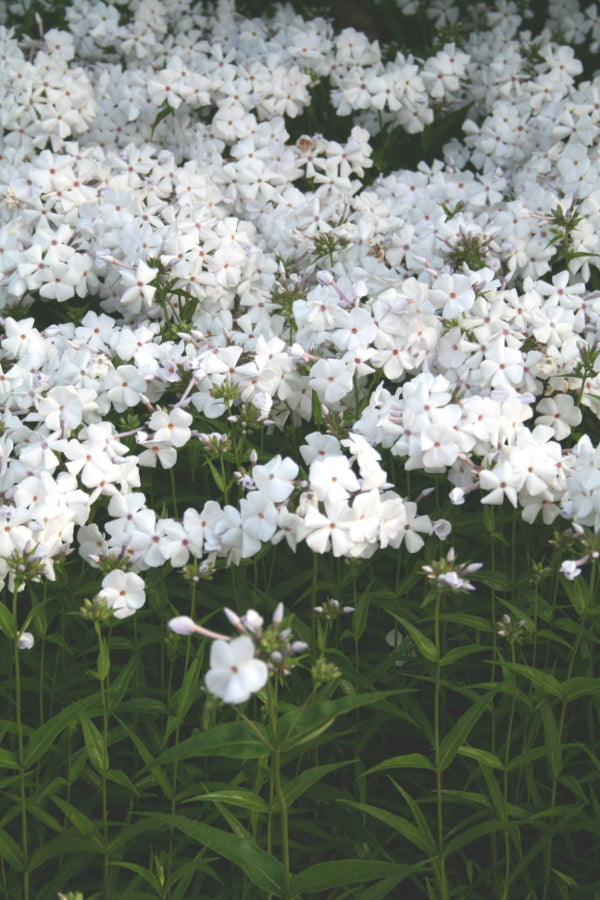 Image of Phlox carolina 'Minnie Pearl'|Juniper Level Botanic Gdn, NC|JLBG