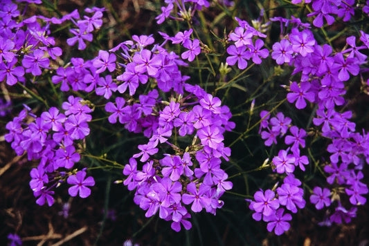 Image of Phlox carolina var. angusta 'Dakota'|Juniper Level Botanic Gdn, NC|JLBG