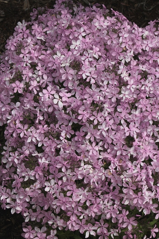 Image of Phlox divaricata 'Charleston Pink'||