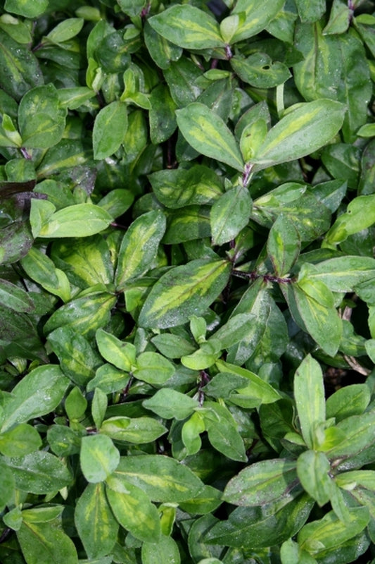 Image of Phlox divaricata 'Lemon Slice'|Juniper Level Botanic Gdn, NC|JLBG