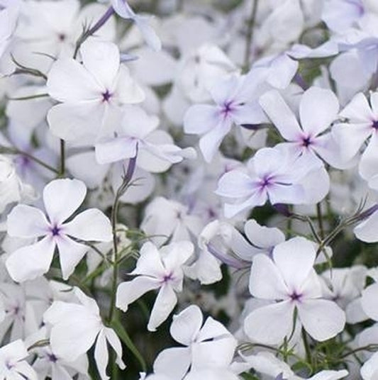 Image of Phlox divaricata 'Manita'|North Creek Nurseries, PA|North Creek Nurseries