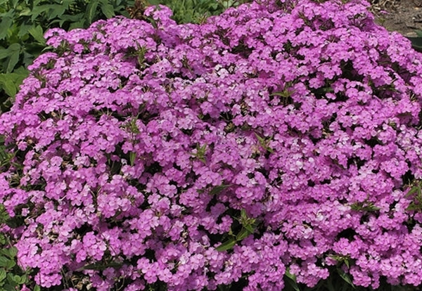 Image of Phlox glaberrima var. triflora 'Forever Pink' PP 24,918|Juniper Level Botanic Gdn, NC|JLBG