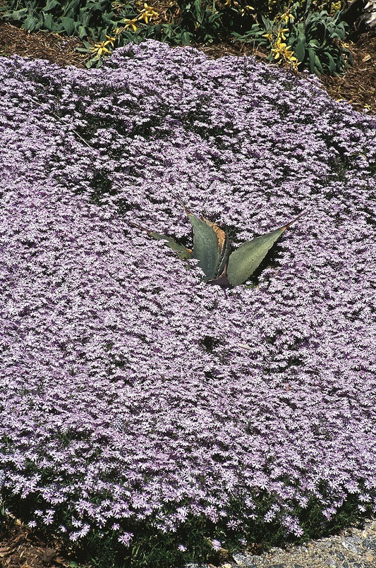 Image of Phlox x henryae 'Camla'|Juniper Level Botanic Gdn, NC|JLBG