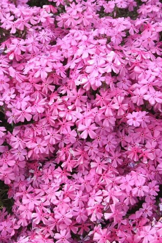 Image of Phlox nivalis var. hentzii 'Caswell Pink Eye'|Juniper Level Botanic Gdn, NC|JLBG