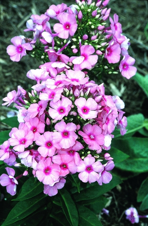 Image of Phlox paniculata 'Bareleven' PP 11,805|Juniper Level Botanic Gdn, NC|JLBG