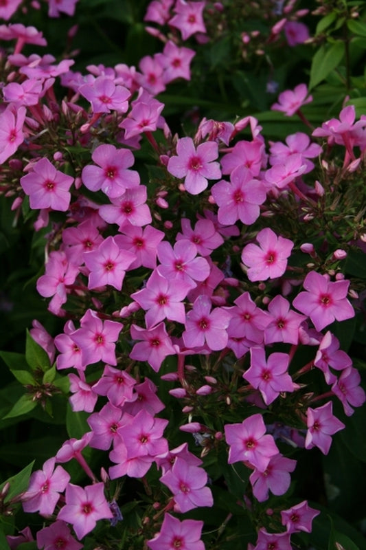 Image of Phlox paniculata 'Bareleven' PP 11,805|Juniper Level Botanic Gdn, NC|JLBG
