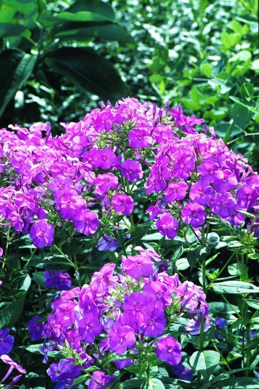 Image of Phlox paniculata 'Barfourteen' PP 12,605|Juniper Level Botanic Gdn, NC|JLBG