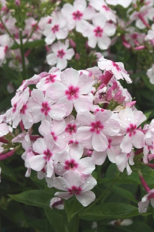 Image of Phlox paniculata 'Barsixty' PP 22,211|Juniper Level Botanic Gdn, NC|JLBG