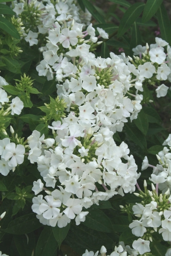 Image of Phlox paniculata 'Bartwentynine' PP 16,259|Juniper Level Botanic Gdn, NC|JLBG