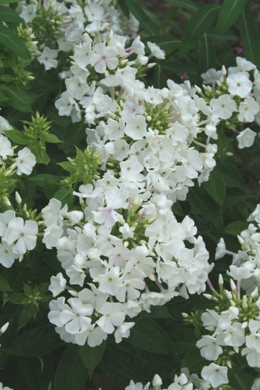 Image of Phlox paniculata 'Bartwentynine' PP 16,259|Juniper Level Botanic Gdn, NC|JLBG