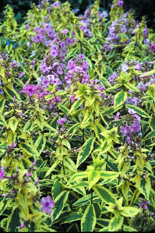 Image of Phlox paniculata 'Becky Towe' PP 12,908, EUPVR|Juniper Level Botanic Gdn, NC|JLBG
