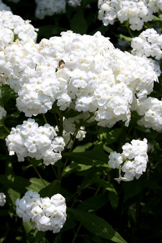 Image of Phlox paniculata 'Dunbar Creek'||