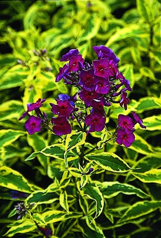 Image of Phlox paniculata 'Goldmine' PP 12,070, EUPBR 7378|Juniper Level Botanic Gdn, NC|JLBG