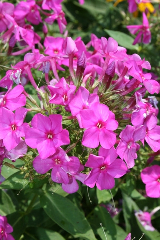 Image of Phlox paniculata 'Junior Dream' PP 16,104|Juniper Level Botanic Gdn, NC|JLBG