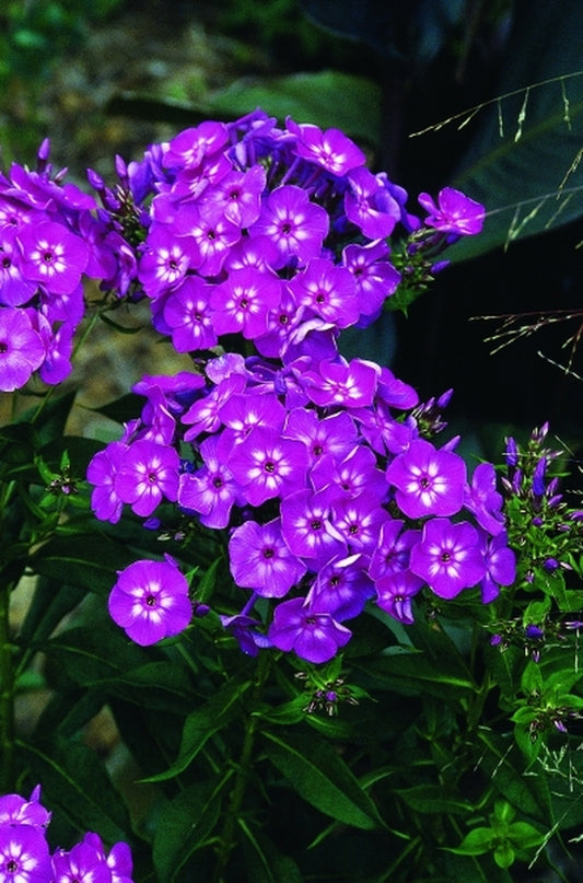 Image of Phlox paniculata 'Laura'|Juniper Level Botanic Gdn, NC|JLBG