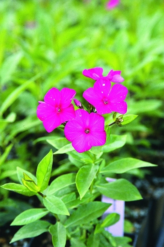 Image of Phlox paniculata 'Nicky'|Juniper Level Botanic Gdn, NC|JLBG