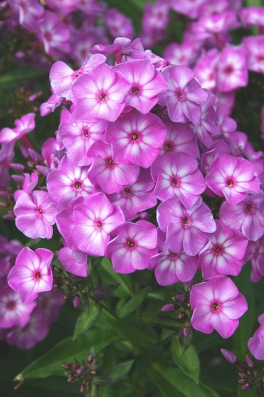 Image of Phlox paniculata 'Pixie Miracle Grace' PPAF|Juniper Level Botanic Gdn, NC|JLBG