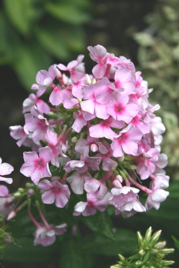 Image of Phlox paniculata 'Pixie Twinkle' PPAF|Juniper Level Botanic Gdn, NC|JLBG
