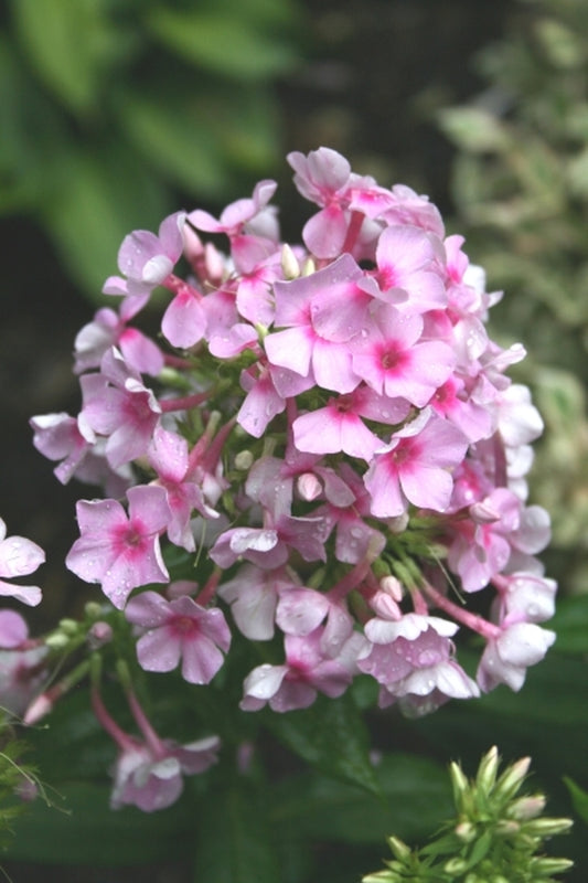 Image of Phlox paniculata 'Pixie Twinkle' PPAF|Juniper Level Botanic Gdn, NC|JLBG