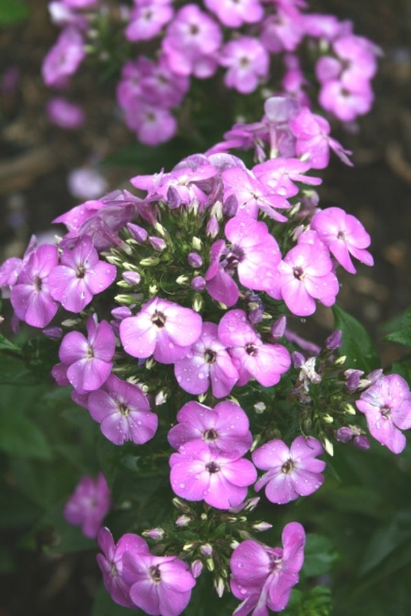 lavender phlox plants Phlox paniculata Purple Eyes PPAF