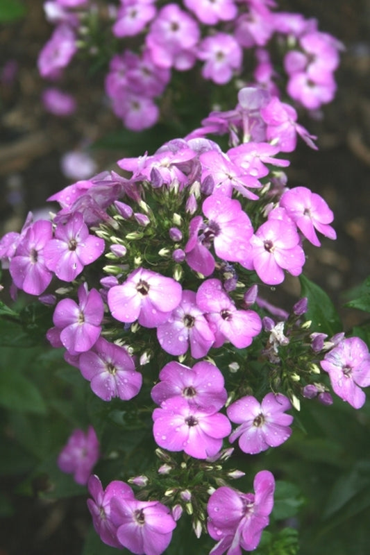 Image of Phlox paniculata 'Purple Eyes' PPAF|Juniper Level Botanic Gdn, NC|JLBG
