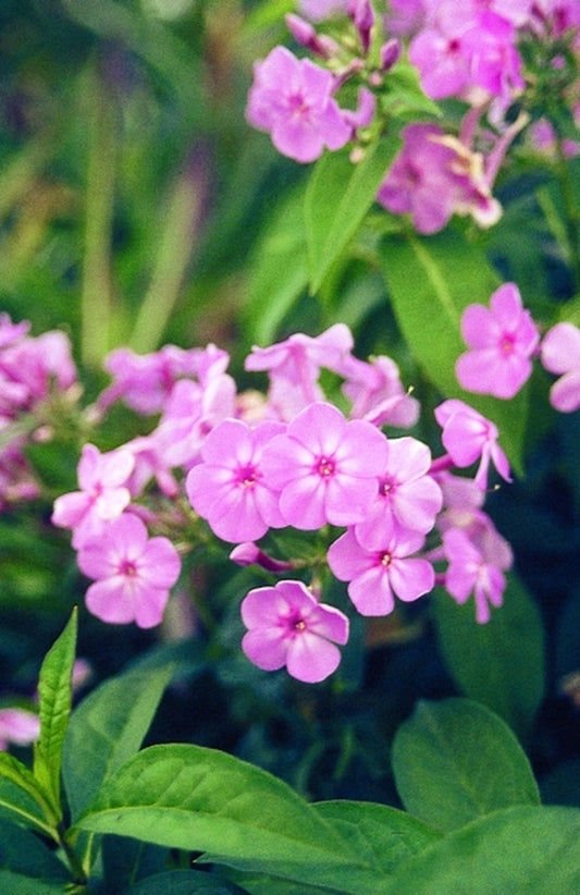 Image of Phlox paniculata 'Shortwood' PP 10379|Juniper Level Botanic Gdn, NC|JLBG