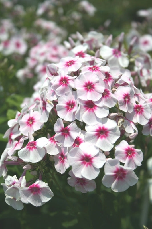 Image of Phlox paniculata 'Swizzle' PPAF|Juniper Level Botanic Gdn, NC|JLBG