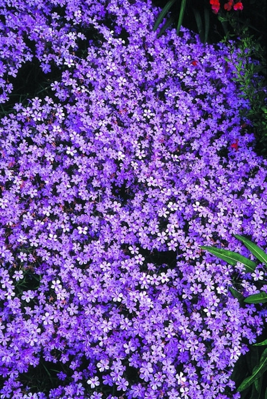 Image of Phlox pilosa 'Slim Jim'|Juniper Level Botanic Gdn, NC|JLBG